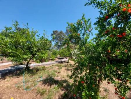 By The Dalyan Canal 1200 M2 Land And 2 Houses Cv05